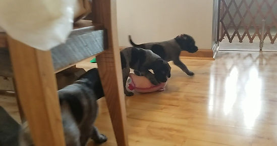 Puppies playing inside